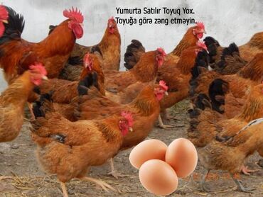 qu qusu yumurtasi: Toyuq, Kuçin, Damazlıq, Ünvandan götürmə, Ödənişli çatdırılma