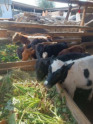 бельгийский малинуа цена: Продаю | Корова (самка), Бык (самец), Тёлка | Герефорд, Алатауская, Швицкая | На откорм, Для разведения, Для молока — 1