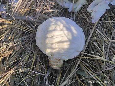 Капуста: Капуста Белокачанная — 1