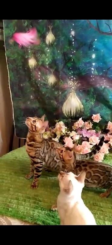 бенгалы: Бенгальская, 2 месяца, Мальчик — 4