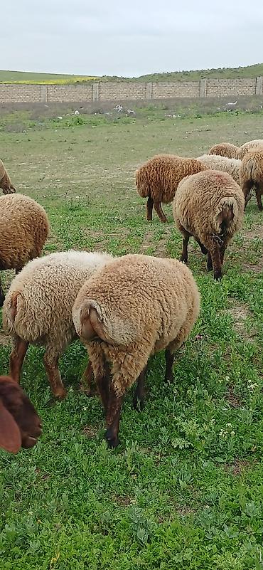 Qoyunlar, qoçlar: Erkək, il: 5, 30 kq, Ətlik, Ödənişli çatdırılma — 7