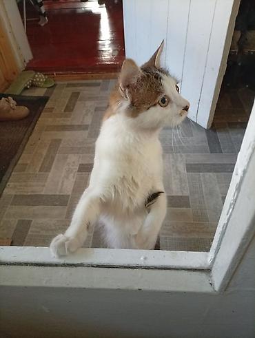 Отдам даром кошку: Домашняя кошка с пушистым хвостом - Окрас: бело-табби (белая грудь и — 7