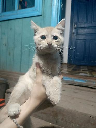 котят ош: Кошка даром: Беспородная, 2 месяца, Мальчик — 3