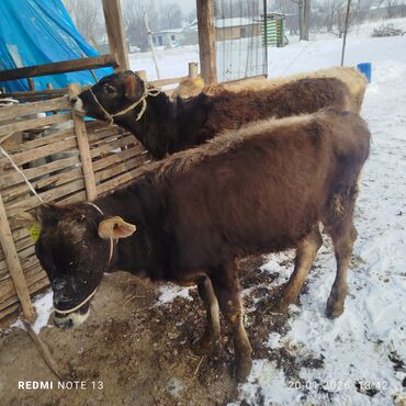 Коровы, быки: Продаю | Тёлка | На откорм | Привязанные — 2