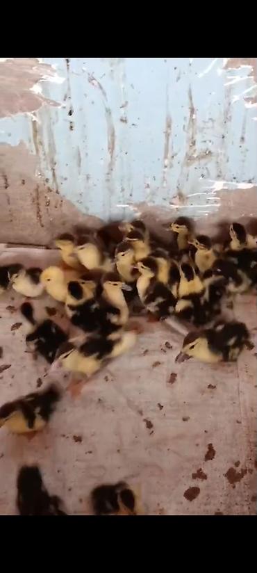 Kənd təsərrüfatı quşları: Muscovy ördək balaları (indoutka) – qarışıq ağ-qara ləkəli rənglər — 3