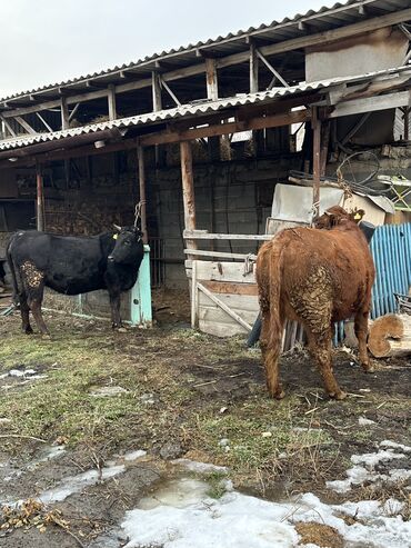 бык 2 года: Продаю | Корова (самка), Тёлка, Музоо, торпок | Для разведения, Для молока | Стельные, Привязанные