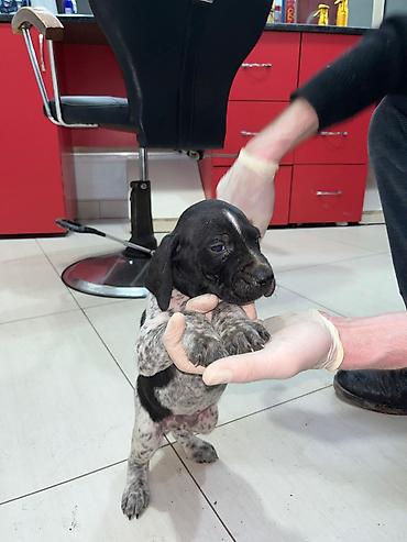 İtlər: Peyvəndli — 12