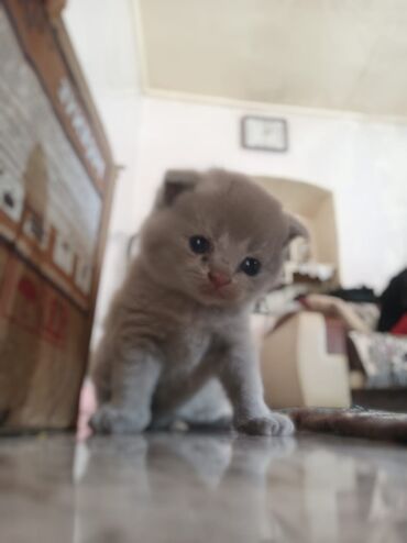 pitbul balaları: Şotland, Erkək, Dişi