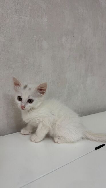 pişiklər: Ванская, Самка