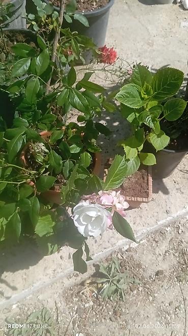 Çöl bitkiləri: Çöl bitkiləri -da lalafo.az — 3 Çöl bitkiləri: Çöl bitkiləri — 3