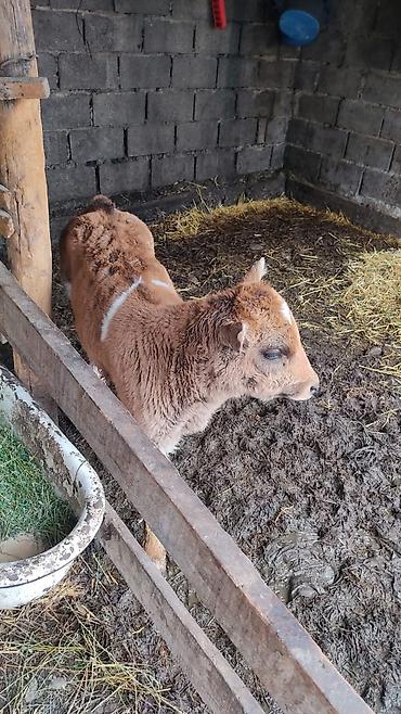 Коровы, быки: Продаю | Тёлка at lalafo.kg — 4 Коровы, быки: Продаю | Тёлка — 4