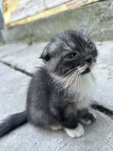 Отдам даром кошку: Котята с ярким окрасом - Порода: домашние короткошёрстные - Окрас — 4