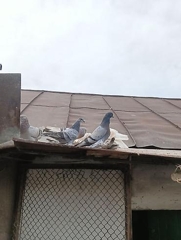 Птицы: Продаю молодых голубей 1 шт стоит пятьсот сом окончательно родители — 8