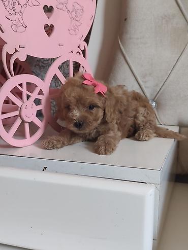 pudel satilir: Pudel, 2 ay, Ödənişli çatdırılma — 8
