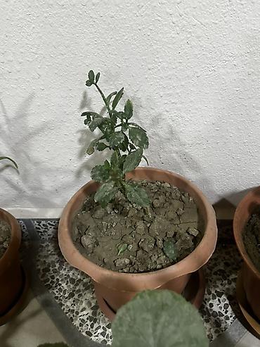 Otaq bitkiləri: 2 ədədi 6 manat Otaq bitkiləri kolleksiyası – müxtəlif növlər bir — 18