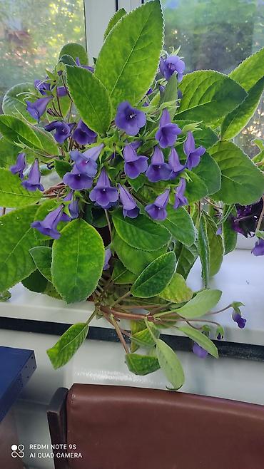 Другой декор и предметы интерьера: Цветы распродажа от 100 сом остатки до 1300 сом. Живу рядом с Дордой — 26