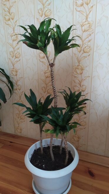 diffenbaxiya bitkisi haqqinda melumat: Drasena fragrans (Corn Plant) – otaq bitkisi - Növ: Drasena fragrans