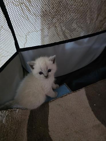 Pişiklər: Britan — 7