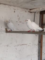 Göyərçinlər: Göyərçinlər satılır biri 10 manatdan. Birindən başqa-ayağı bol papışdı — 3