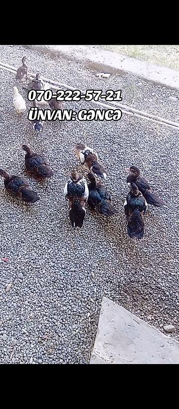 Ördəklər: Məhsul: Lal ördək (Muscovy duck) Təsvir: - Ev şəraitində bəslənmiş — 2