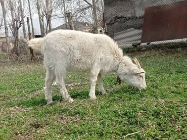 молочные козы в кыргызстане: Продаю | Коза (самка) | Зааненская | Для разведения, Для молока | Племенные