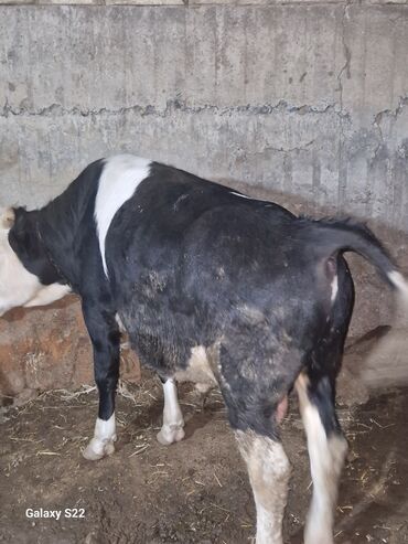 Dana, buzov: Satlıq: qaramal – erkək buzov/ dana - Növ: ətlik istiqamətli qarışıq — 7