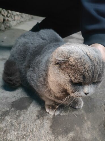 шелкография бишкек: Продаю кота шотландского вислоухий скотишфолд 1 год, к лотке приучень