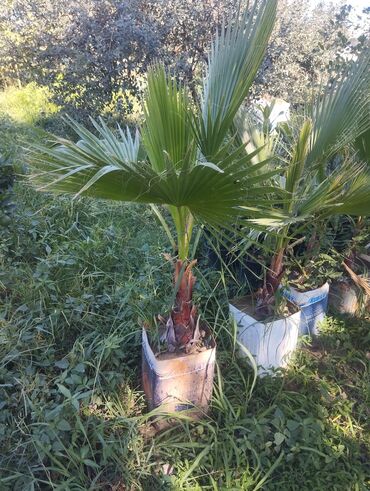 Çöl bitkiləri: Gümüşü-boz rəngli yarpaqları olan bu evkalipt bitkiləri bağlarda və ya -da lalafo.az — 5 Çöl bitkiləri: Gümüşü-boz rəngli yarpaqları olan bu evkalipt bitkiləri bağlarda və ya — 5