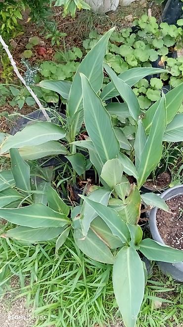 milcek tutan gul: Kanna (Canna indica) dekorativ bitki – qida torflu dibçəklərdə - — 1