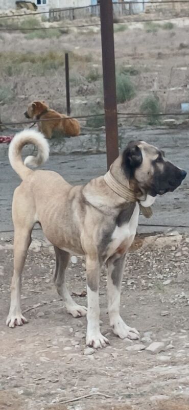 çubus it: Kanqal, 1 il, Erkek, Peyvəndli, Ödənişli çatdırılma
