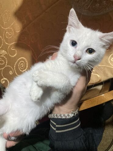 Собаки: В добрые руки