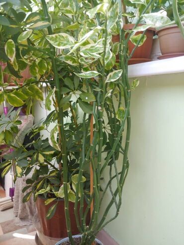 бамбук цветы: Продам цветы вырастают до 2 метров,не прихотливые