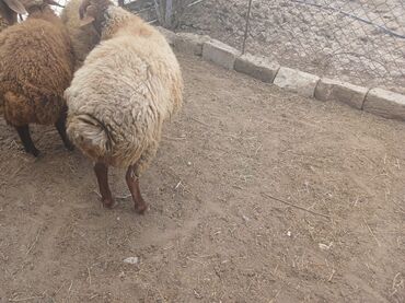 Qoyunlar, qoçlar: Qoyunlar – yerli ətlik/yunluq sürü - Şəkillərdə bir neçə baş yerli — 2