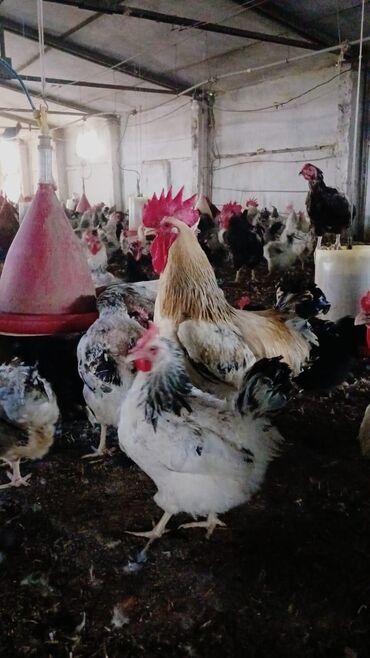 qus adlari: 10 ayliq yumurtlayan lider 55 Toyuqlar satilir hazir biznes hazir