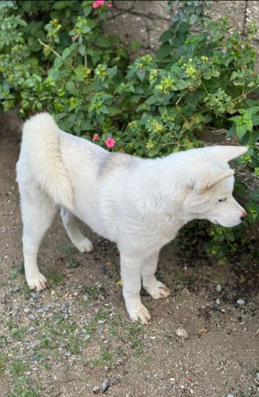 померанский шпиц купить: Akita-inu, 6 ay, Erkek, Ödənişli çatdırılma