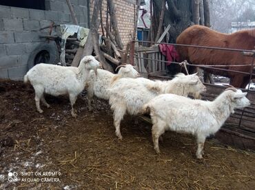 альпийская коза: Продаю | Коза (самка) | Зааненская | Для разведения | Осеменитель
