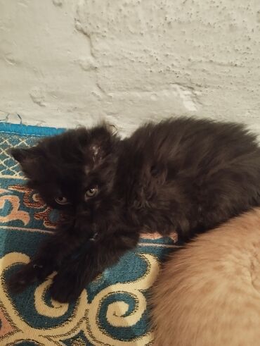 сиамские котята в дар: Отдам даром девочка 2 месяца, к лотку приучена, самостоятельно