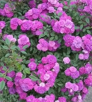 Bağ və bostan üçün digər məhsullar: - Zanbaq (Hemerocallis) – narıncı lecekli gül 8 azn satilir — 3