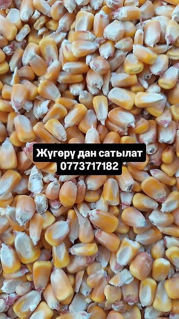 скай фру: Кукуруза (зерно) - Желтое сухое зерно кукурузы, крупное, хорошо — 1
