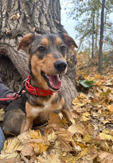 той ырлары попурри 2020: Ит бекер берилет: Жөнөкөй ит, 6 айлык, Ургаачы, Эмделген
