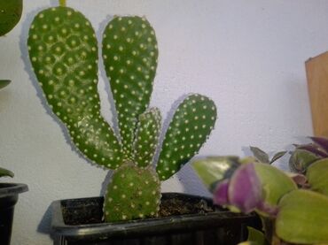 Sobne biljke: Kaktusi na prodaju 
Cene od 100 do 300 dinara. Zavisno od veličine