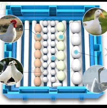 машинка для животных: Инкубатор ряба 64 яиц очень хороший вывод 6000