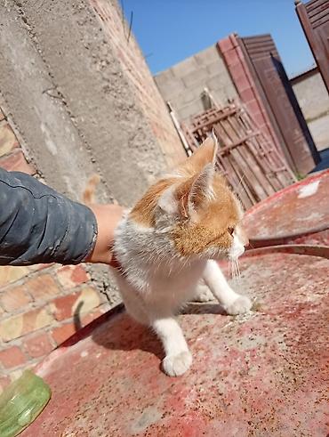 Кошки: Кошка даром: Беспородная, 1 год, Мальчик, Приучена к лотку — 4