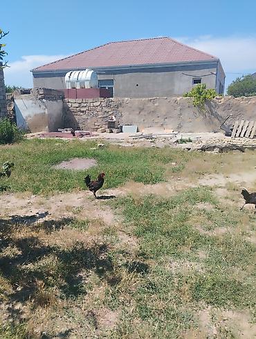Toyuqlar: Toyuq, Australorp, Damazlıq, Ünvandan götürmə — 6