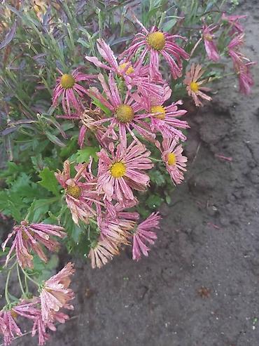 Хризантема: Хризантема — 8