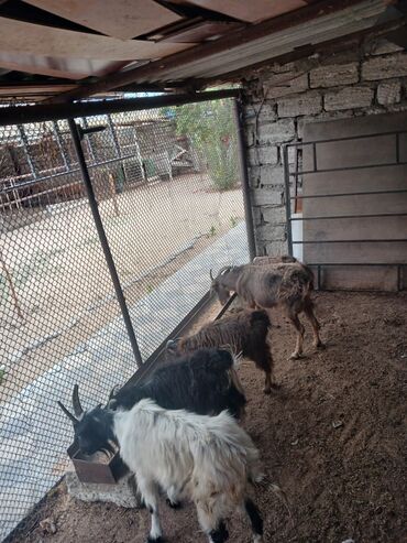 at yeheri qiymetleri: Dişi, il: 2, Südlük, Ünvandan götürmə