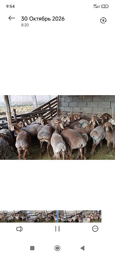 машинка для стрижки животных: Продаю | Ягненок — 4