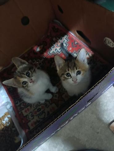 Два очаровательных котёнка🌸 Ищем заботливых хозяев для котят. Вчера в