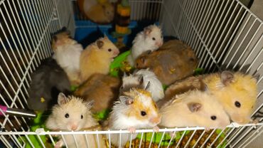 приют для животных в баку адрес: ANGORA CİNSLİ HAMSTERLƏR. QABARIQ TÜKLÜ, AGRESİF DEYİL, BİR BİRİ İLƏ