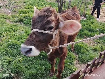 Коровы, быки: Продаю | Тёлка, Музоо, торпок — 1